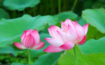 Quân tử ăn không cầu no, ở không cầu an